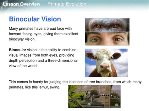 Exploring the Significance of Primate Vision during the Maternal Journey