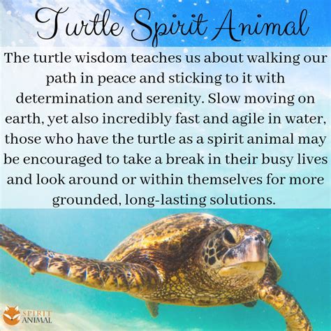 Exploring the Significance of Turtles: Gaining Insight into Balance and Longevity