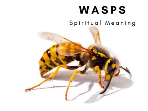 Exploring the Significance of Wasps in Dream Imagery and Their Symbolic Meanings