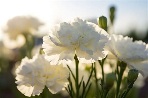 Exploring the Significance of White Carnations in Literature and Art