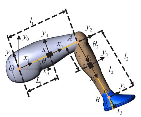 Exploring the Significance of the Lower Limb in the Analysis of Dreams