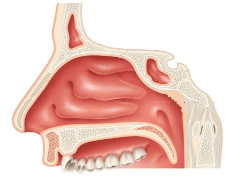 Exploring the Significance of the Oral Cavity and Nasal Passages