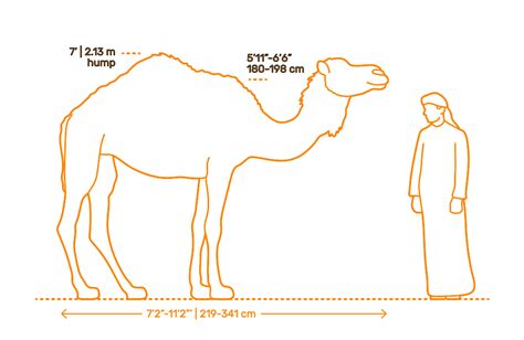 Exploring the Spiritual and Emotional Dimensions of Nourishing a Dromedary Vision