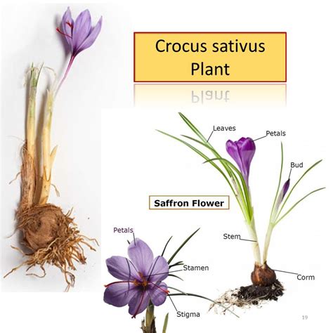 Exploring the Stature of Saffron Bush