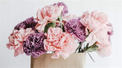 Exploring the Surprising Spectrum of Hues and Patterns in Carnations