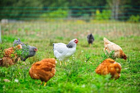 Exploring the Sustainable and Ethical Practices of Poultry Production