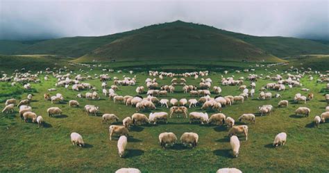 Exploring the Symbolic Actions of Nourishing Flocks in Dream Interpretation