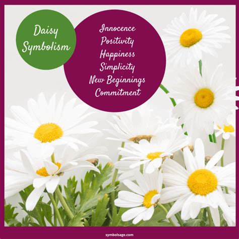 Exploring the Symbolic Depths of Pure Daisies: Reflecting on Fresh Beginnings