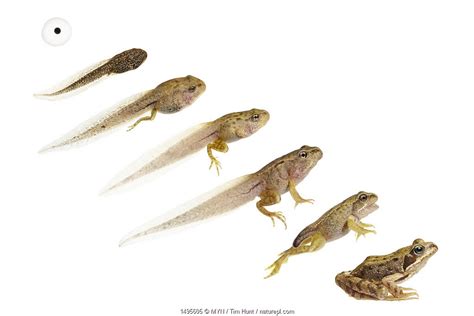 Exploring the Symbolic Dimensions of Tadpoles