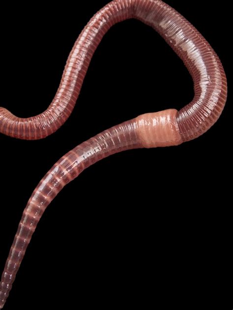 Exploring the Symbolic Meaning: Unraveling the Significance of Earthworms in Visions