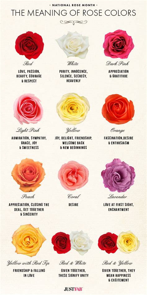 Exploring the Symbolic Meaning of Different Rose Varieties