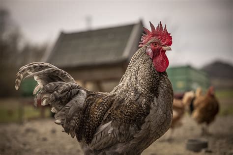 Exploring the Symbolic Representation of Ivory Fowl in Reveries