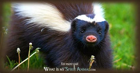 Exploring the Symbolic Representation of Skunk Attack in Nightmares