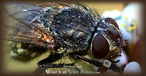 Exploring the Symbolic Significance and Interpretation of Experiencing a Fly's Bite in One's Dreams