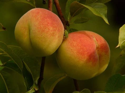 Exploring the Symbolic Significance of Dreams Involving Peach Seeds