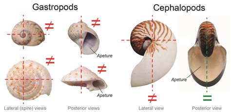 Exploring the Symbolic Significance of Gastropods in Tresses Reveries