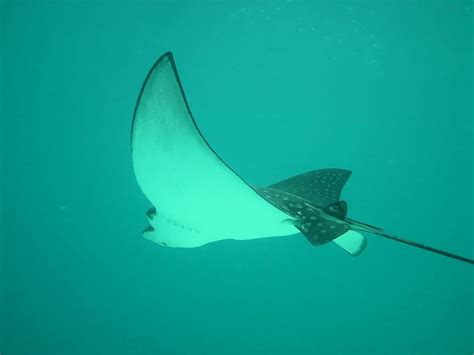 Exploring the Symbolic Significance of Stingrays in Various Cultures and Mythologies