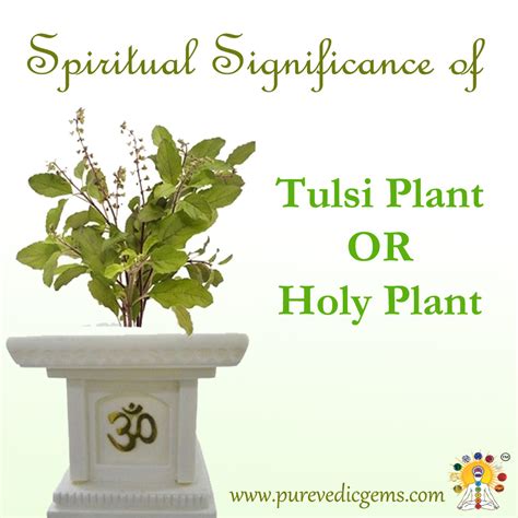 Exploring the Symbolic Significance of Tulsi Leaves as a Source of Nourishment