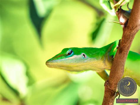 Exploring the Symbolism: Understanding the Significance of a Lizard Landing on Your Face in Dreams