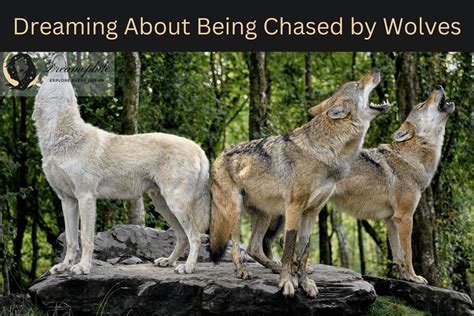 Exploring the Symbolism Behind Dreams of Being Chased by Wolves