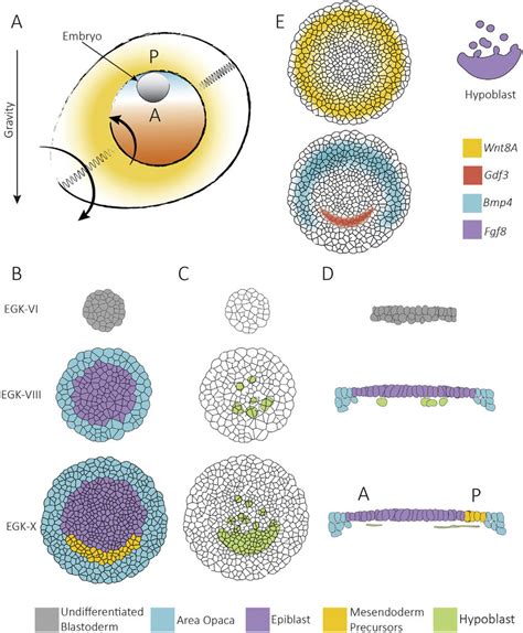 Exploring the Symbolism of Avian Embryos Breaking Free in One's Dreams