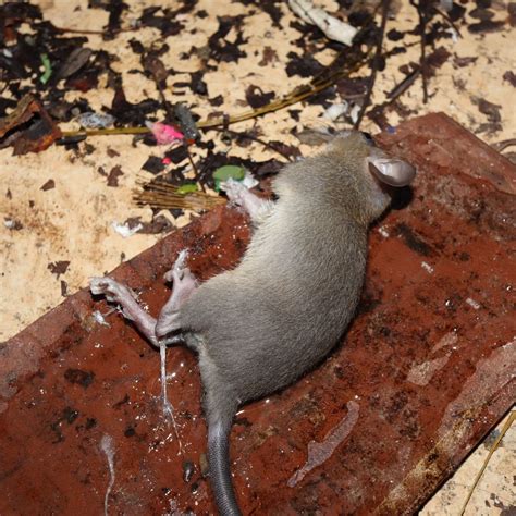 Exploring the Symbolism of Deceased Rodents in Dreams