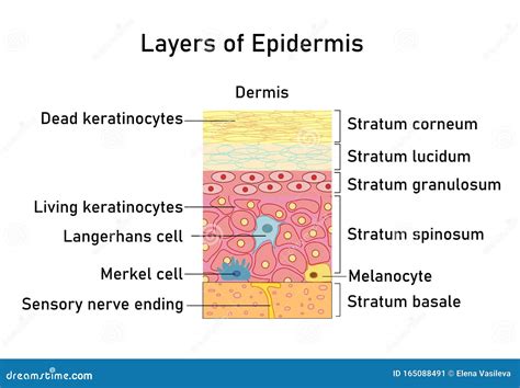 Exploring the Symbolism of Dermis in Dreams