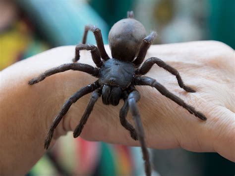 Exploring the Symbolism of Enigmatic Encounters with the Ebony Arachnid