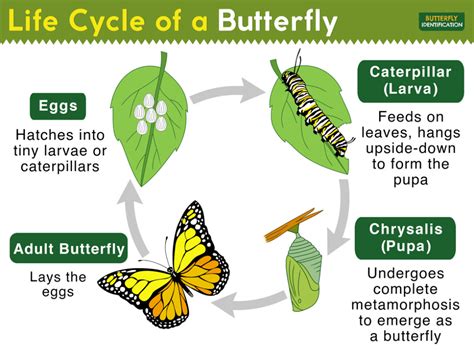 Exploring the Symbolism of Larvae and Their Connection to Metamorphosis