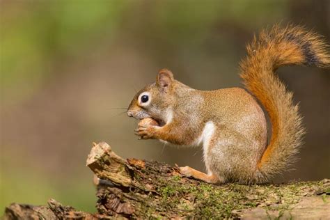 Exploring the Symbolism of Squirrels