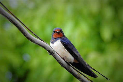 Exploring the Symbolism of Swallows in Dreams