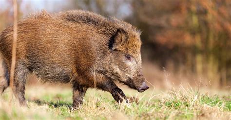 Exploring the Symbolism of Wild Boar Attacks in Dreams