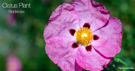 Exploring the Tallness of the Enigmatic Star: Poppy Rockrose