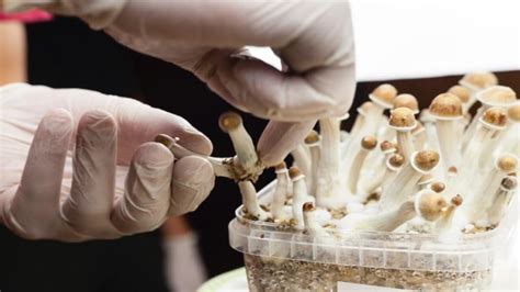 Exploring the Therapeutic and Transformative Potential of Mushroom Foraging Reveries