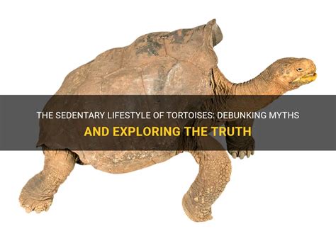 Exploring the Tortoise's Role in Mythology and Folklore