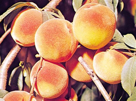 Exploring the True Stature of Peaches: Fact or Fiction?