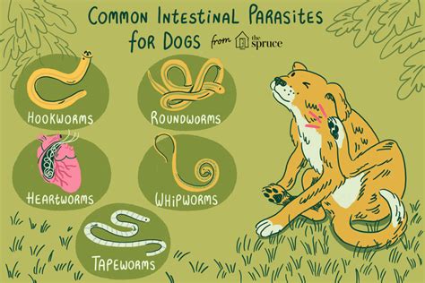 Exploring the Underlying Factors Associated with Worm Infestation in Canines