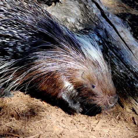 Exploring the Underlying Yearning for Shelter in Dreams of Porcupine Pursuits