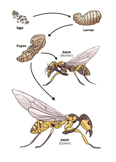 Exploring the Unique Life Cycle of Monarch Wasps