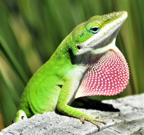 Exploring the Varied Species of Lizards in Dreams