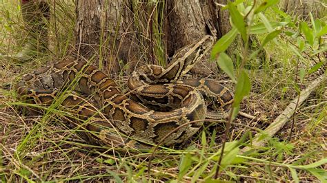 Exploring the Various Explanations of Serpents Invading a Residence