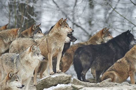 Exploring the Various Forms of Play among Wolf Packs