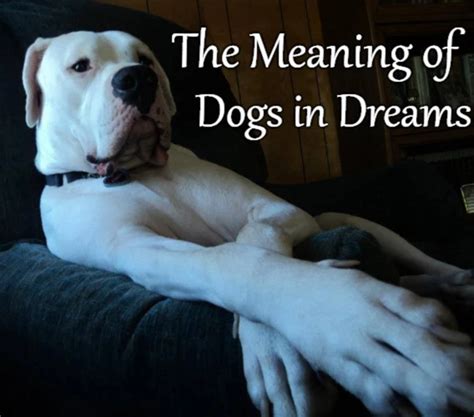 Exploring the Various Interpretations of Canine Frenzy in Dreams