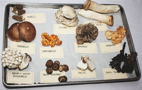 Exploring the Various Mushroom Dream Varieties