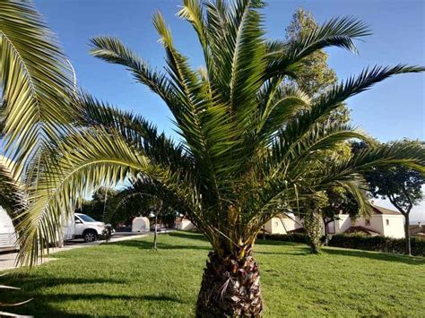 Exploring the Various Palm Nut Tree Varieties