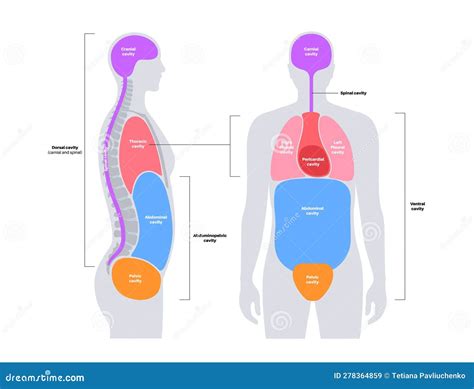 Exploring the Various Perspectives on Pathway Cavities in Dreams