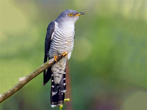 Exploring the Various Possible Interpretations of Cuckoo Birds in Dreamscapes