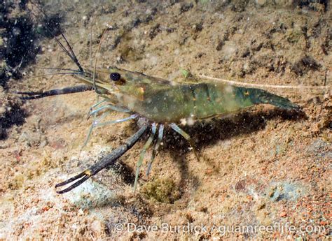 Exploring the Versatility: Unexpected Applications and Advantages of Freshwater Crustaceans