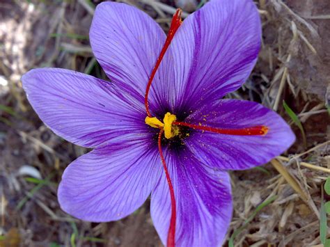 Exploring the Wealth of Saffron Bush