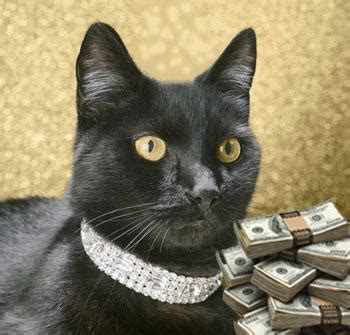 Exploring the Wealth of the Blonde Feline